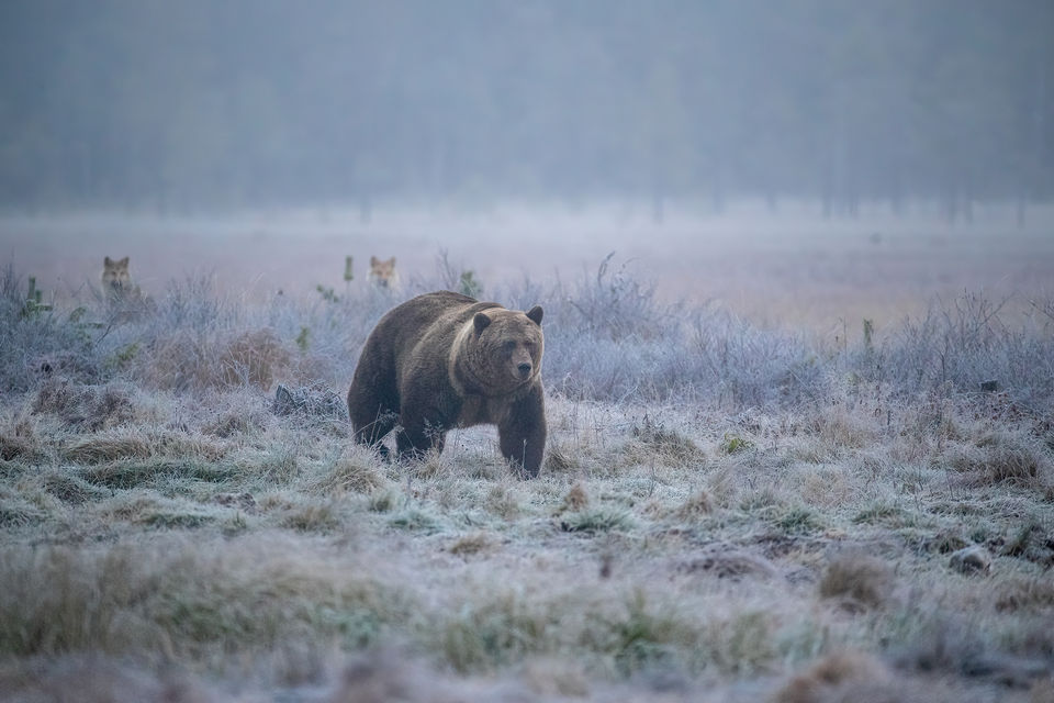En björn på en dimmig skogsmyr