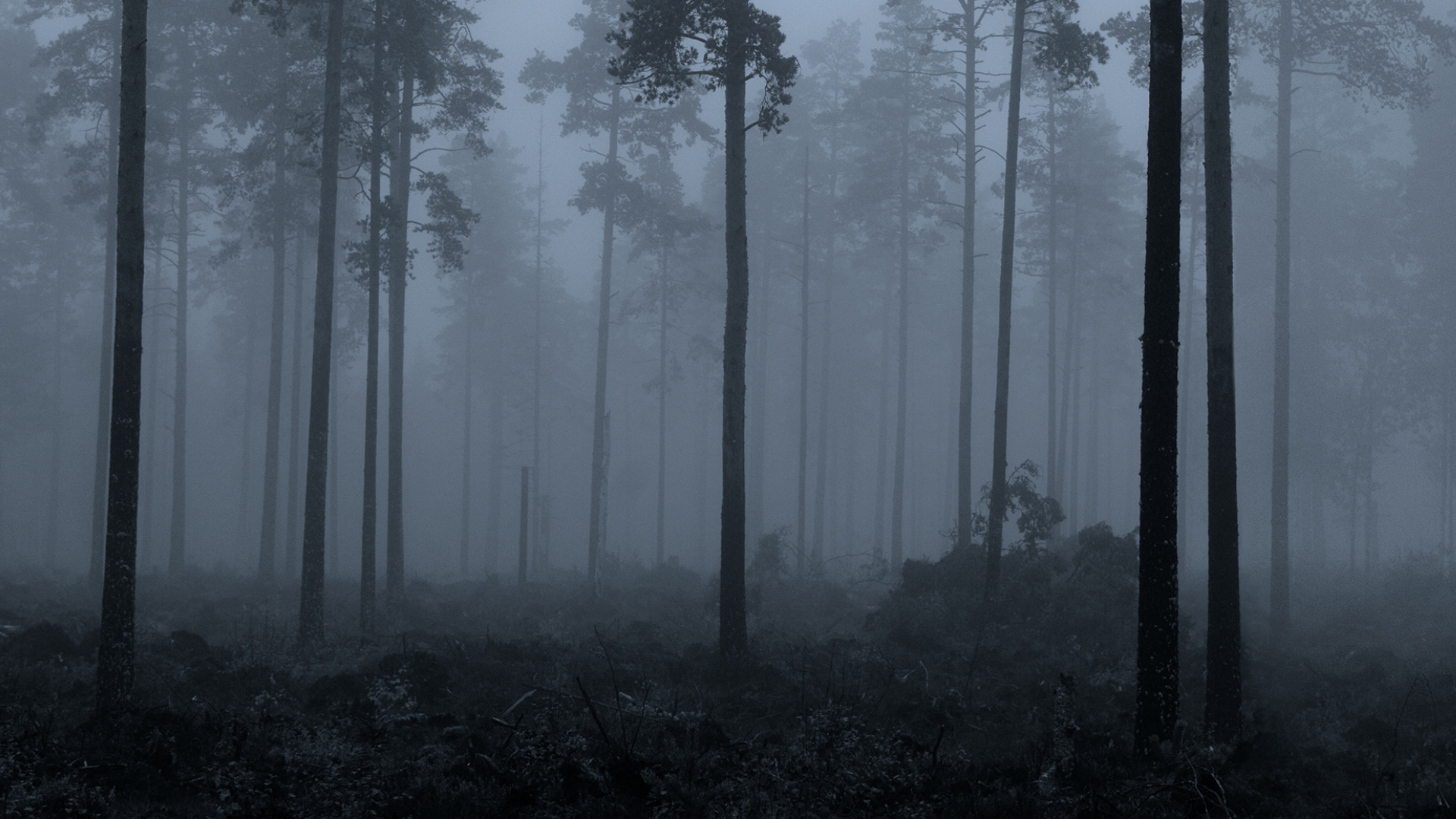 En tallskog i dimma